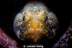 Goby portrait. by Jackson Wong 